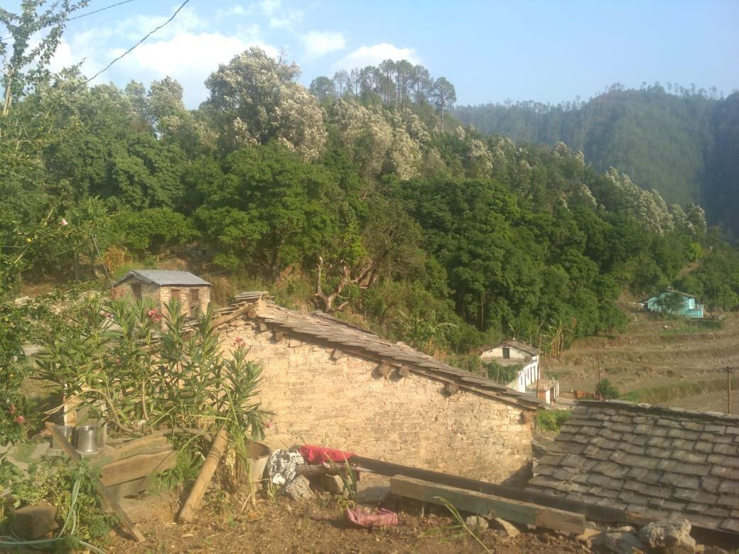Traditional stone-and-slate Kumaoni village houses on a terraced hillside.
