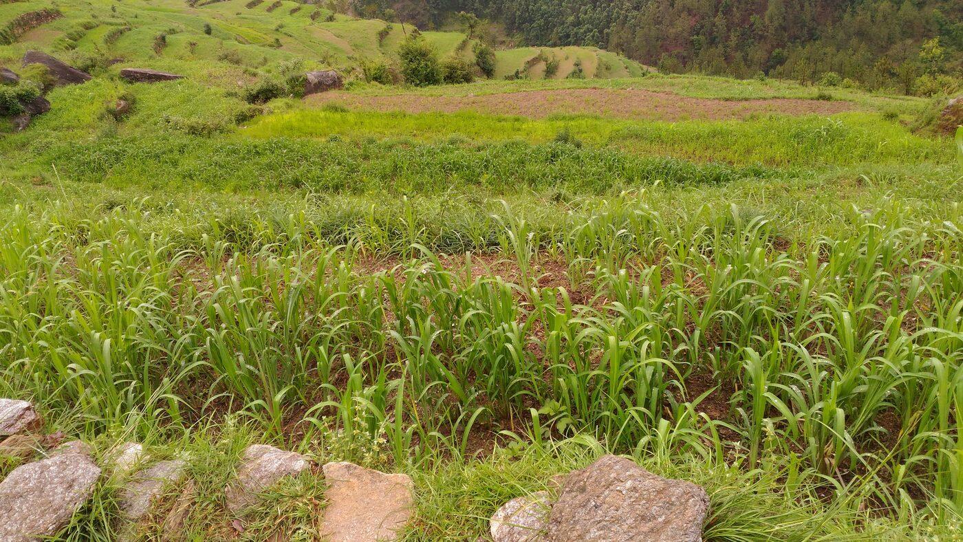 Indigenous millet (Madua) fields ripening in a Himalayan river valley.