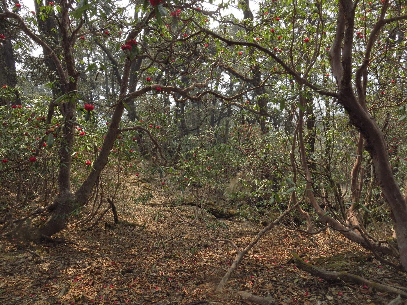 Himalayan rhododendron forest in full red bloom, the state tree-flower of Uttarakhand.