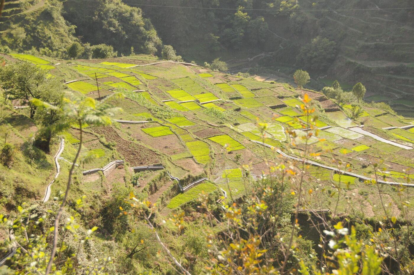 Irrigated terrace fields stepping down a Himalayan hillside in Uttarakhand.