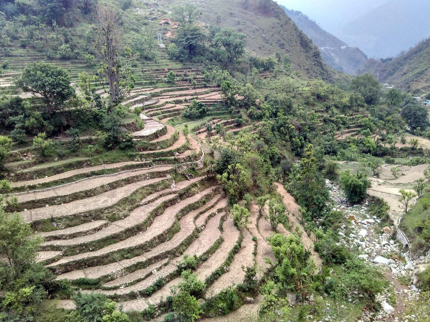 Green stepped terrace farms descending the fertile slopes of the Kumaon hills.