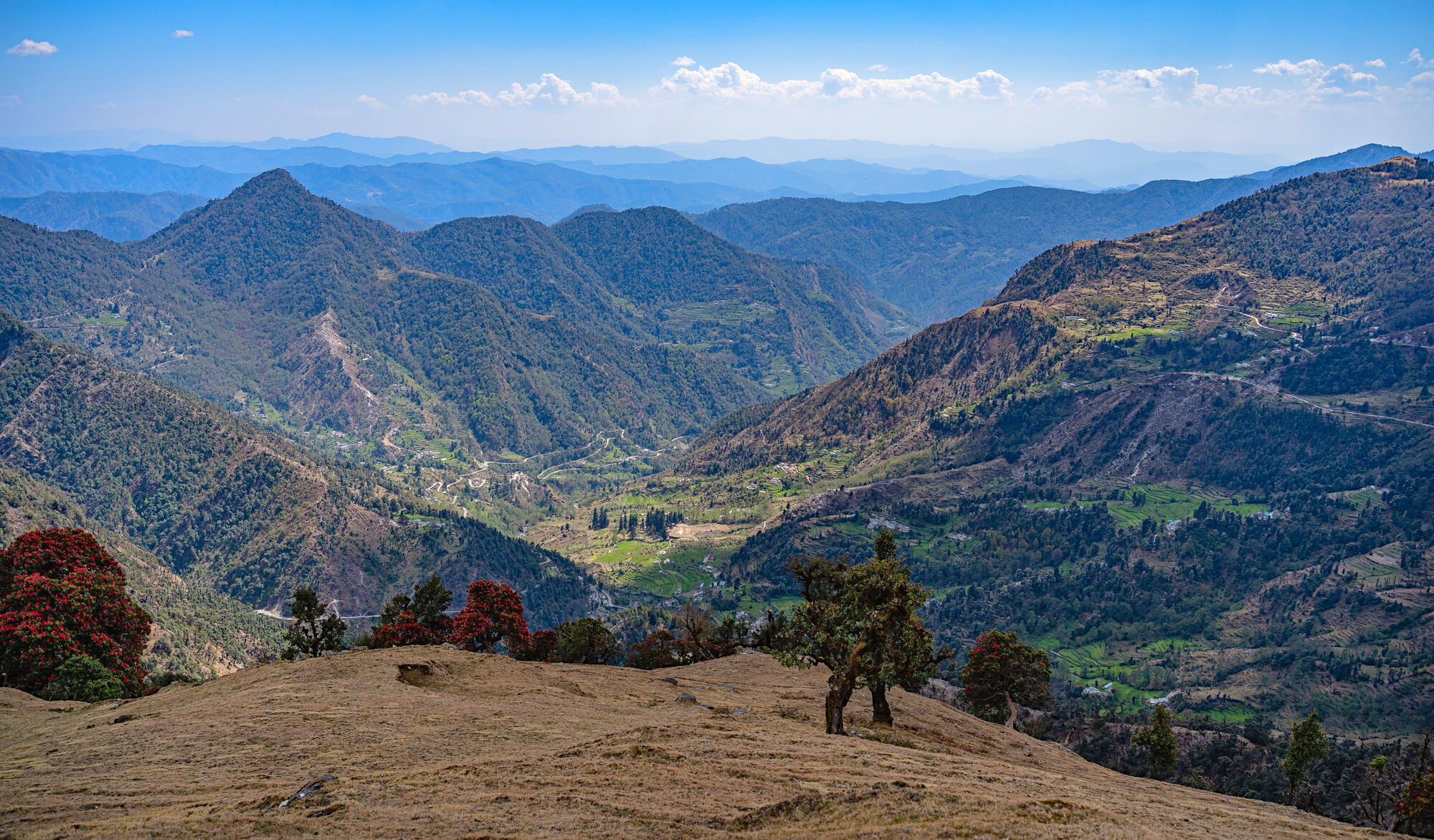 Dense forested Himalayan valley of the Kumaon region — the kind of green cover Hat Tharp protects