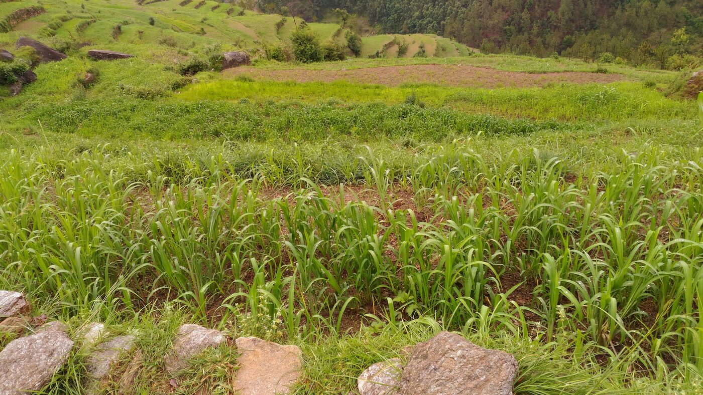 Indigenous millet (Madua) fields ripening in a Himalayan river valley.